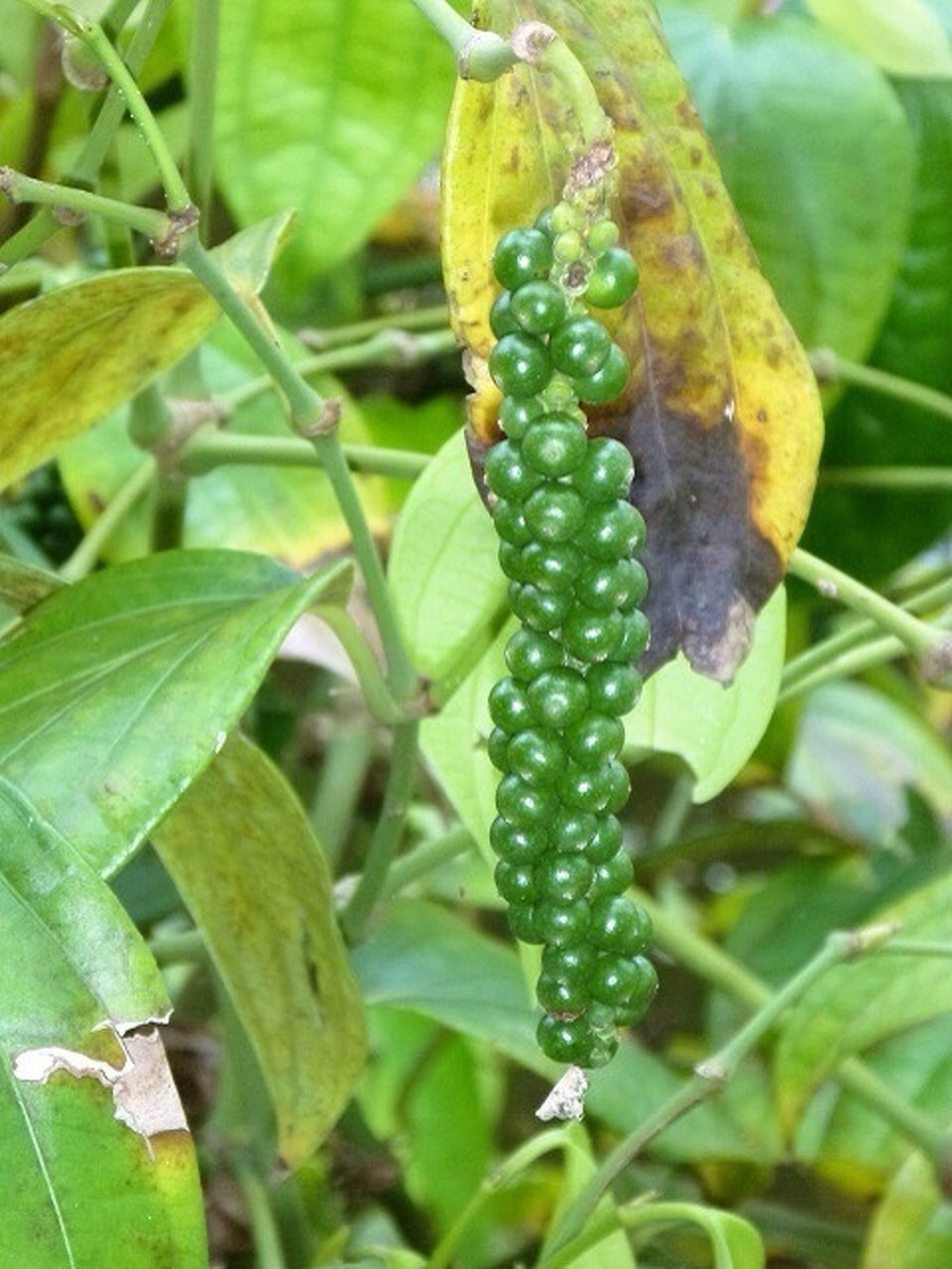 Indien - Kochi - Pfeffer