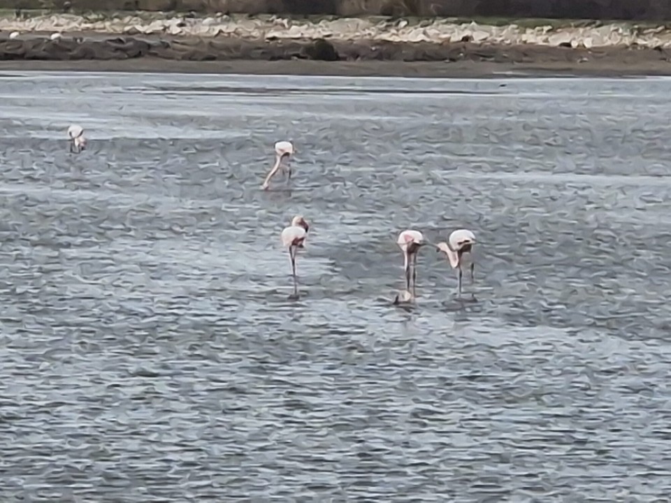 Griechenland - Kato Zachlorou - Flamingos 🦩 