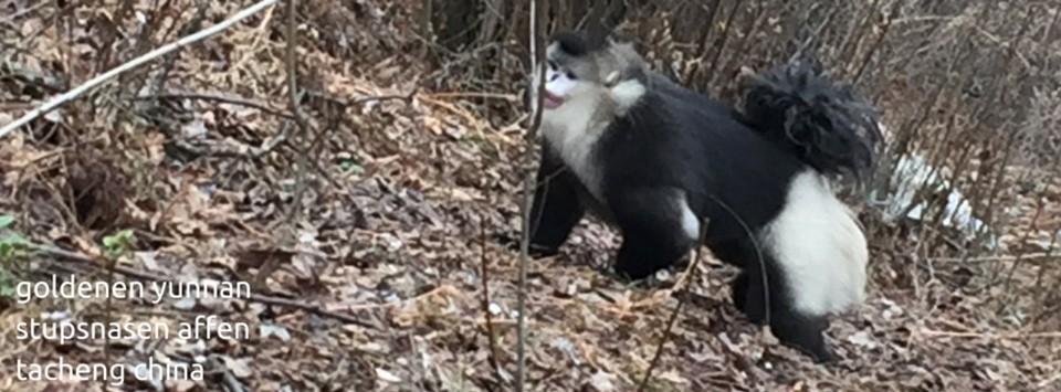China - naturreservat tacheng - 