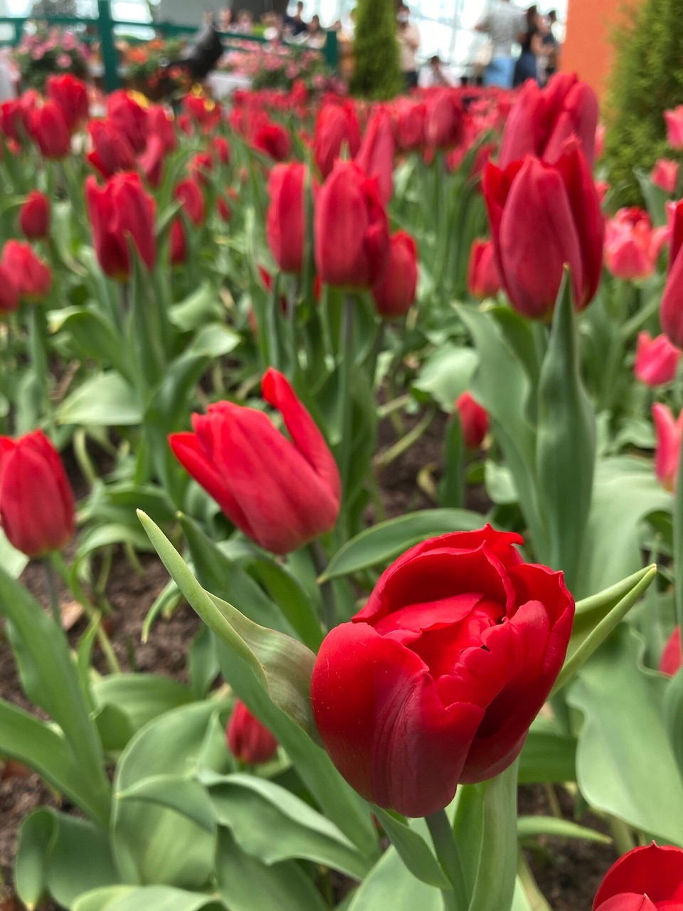 Singapur - Singapur - 