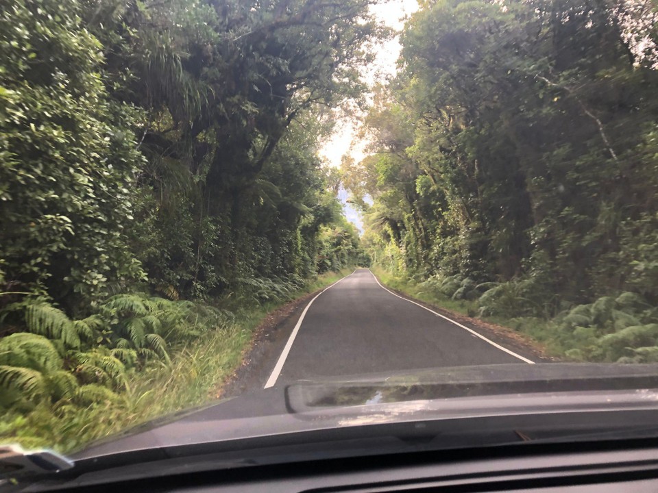 Neuseeland - Taranaki - Anfahrt zur Lodge durch einen grünen Tunnel