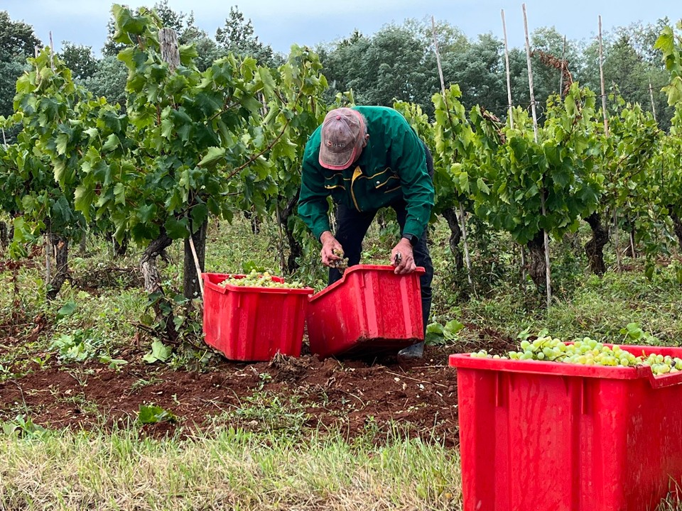 Kroatien - Grožnjan - Weinlese