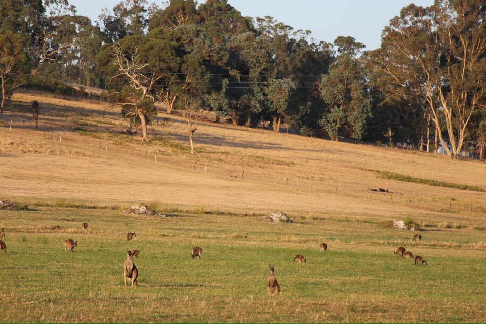 Australien - William Bay - 