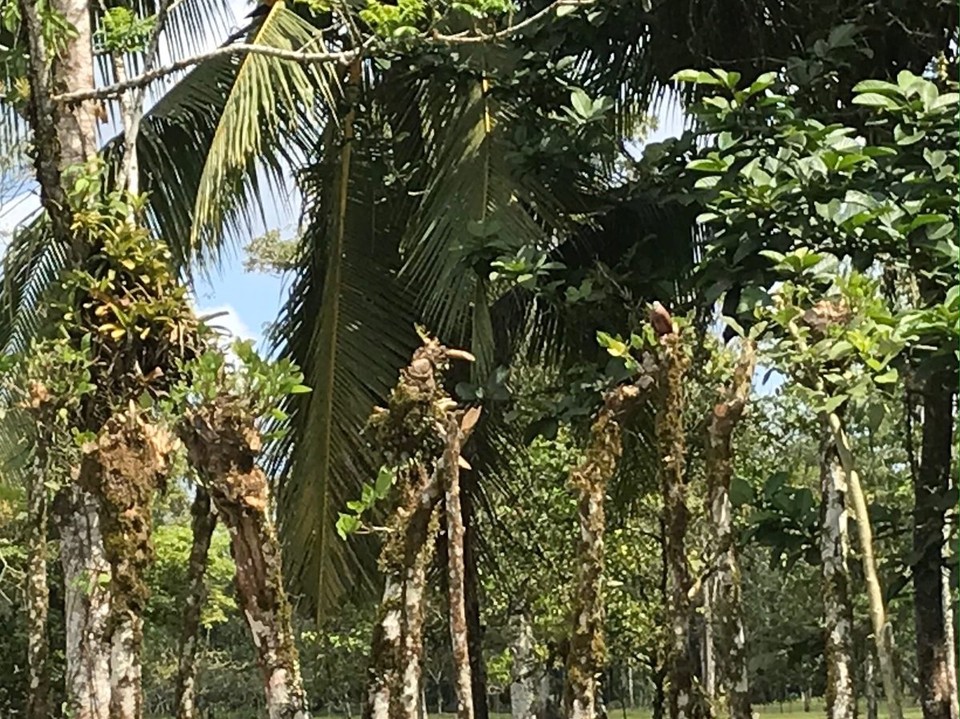 Costa Rica - Paraiso - 