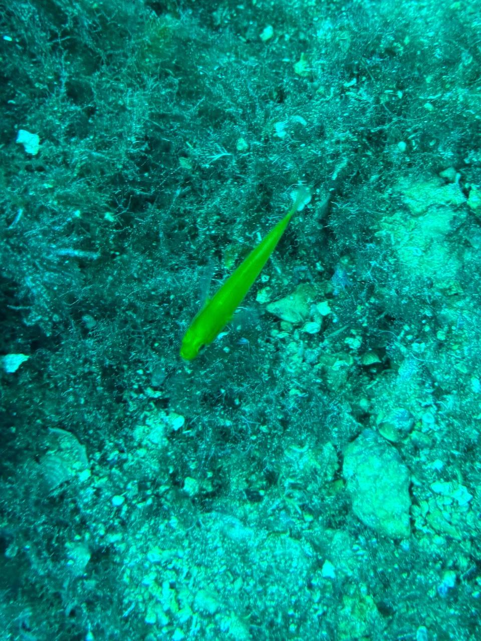 Italien - Capoliveri - Jetzt hab ich‘s, das ist ein Schleimfisch