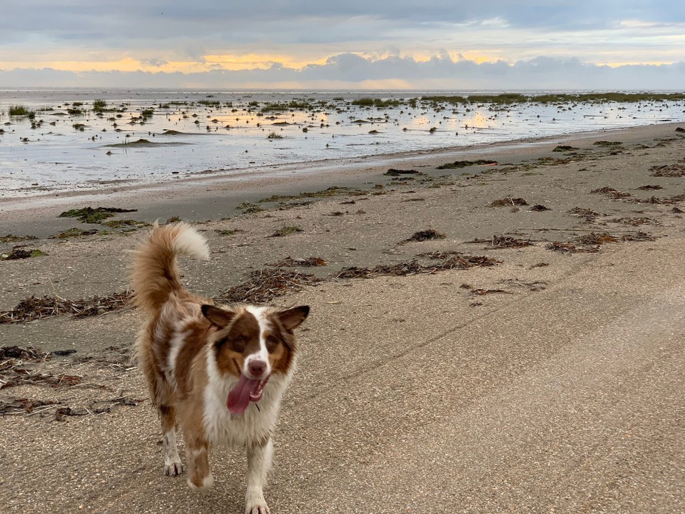 Danmark - Fanø - 