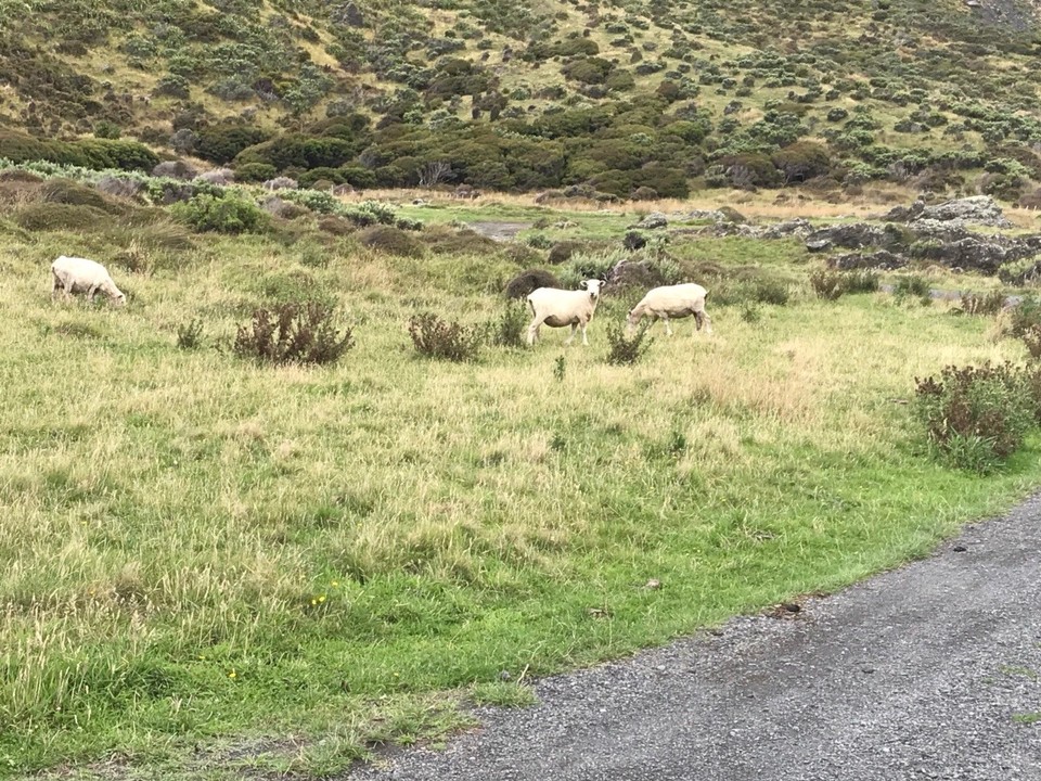 Neuseeland - Lake Ferry - An geschorenen Schafen vorbei, die fast nicht mehr aussehen wie Schafe