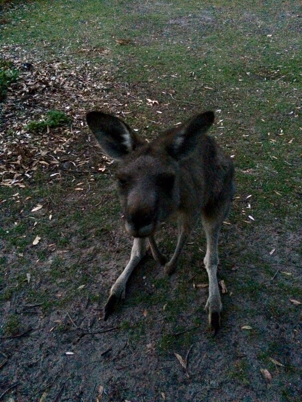 Australien -  - A local begging for food. So uncool that people cannot help but feed them. Always just to get an up close photo! 