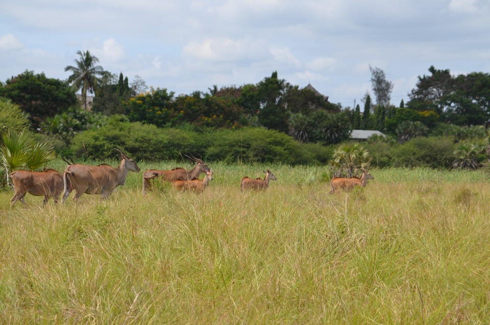 Kenia - Mombasa - Eland-Antilopen