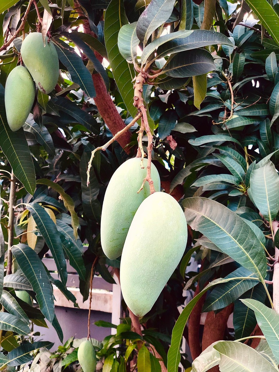 Thailand - Mueang Chiang Mai - Mangos 🥭
