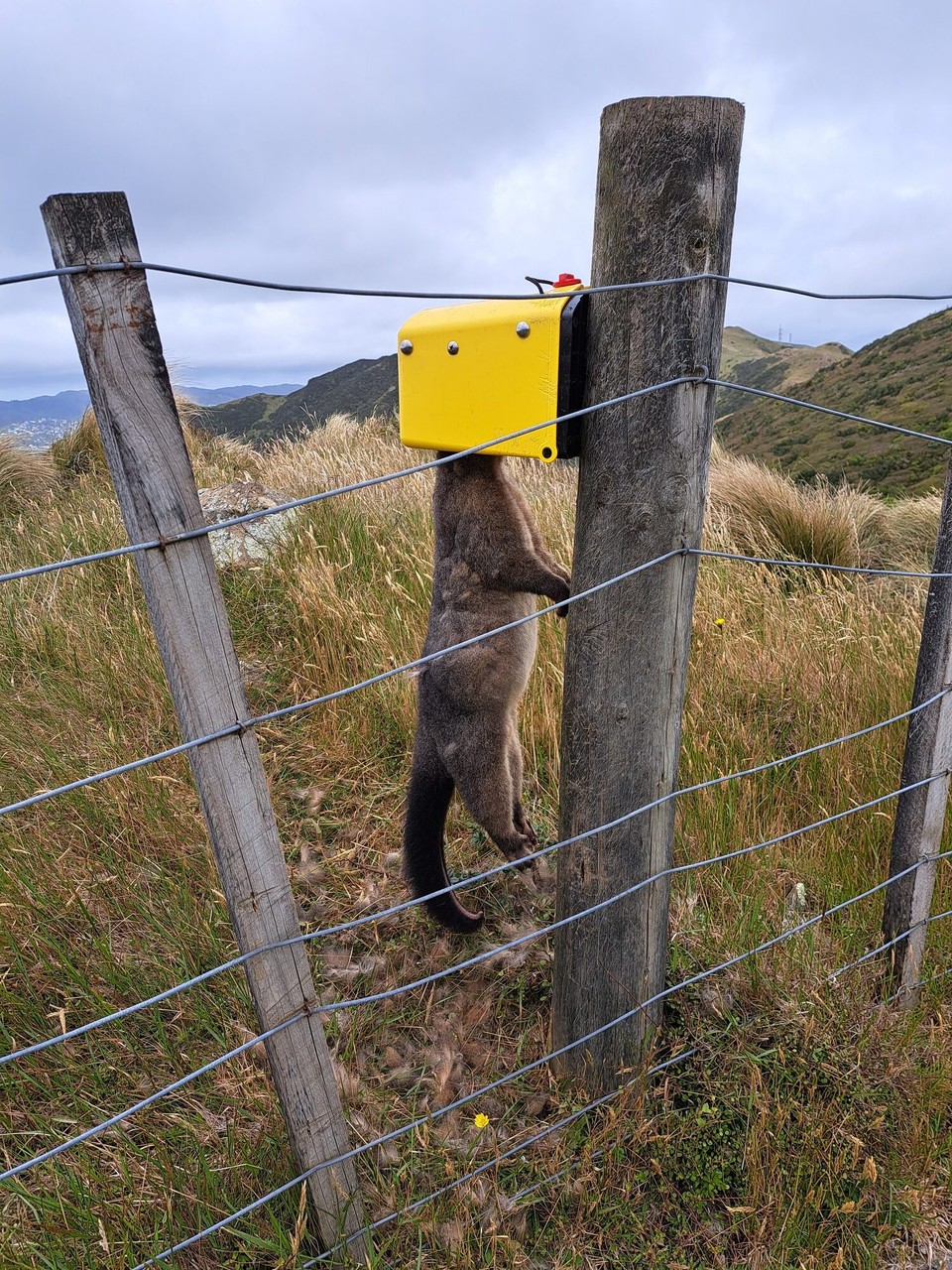 Neuseeland - Wellington - Die Possums werden im ganzen Land  gefangen. Neuseeland möchte diese Tiere ausrotten!