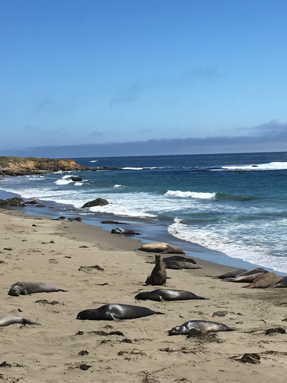 USA - Carmel-by-the-Sea - Warum auch immer, aber hier tummeln sich die Seelöwen und das iwie immer