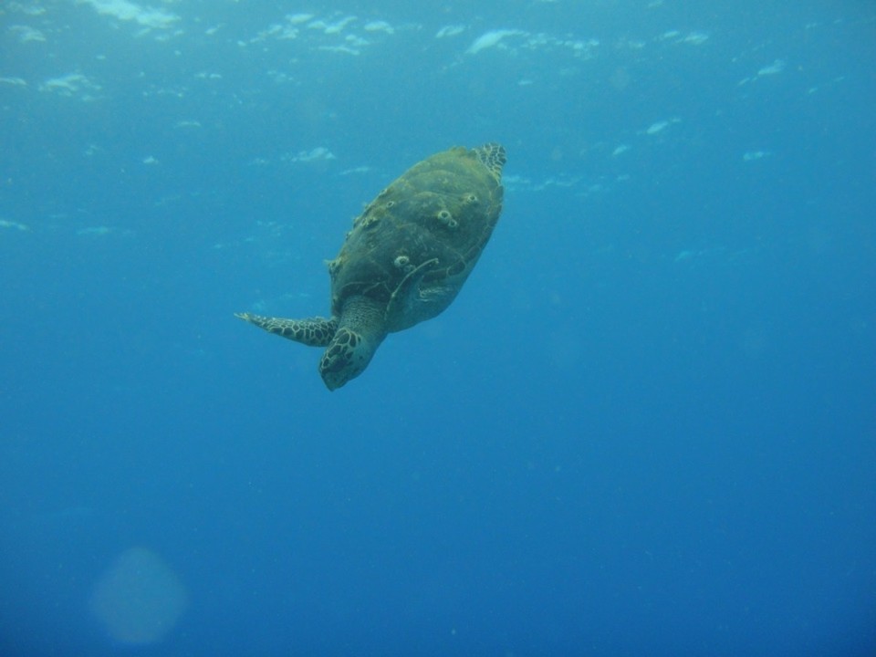 Mexiko - Playa del Carmen - Schildkröten sind wunderbare Wesen..