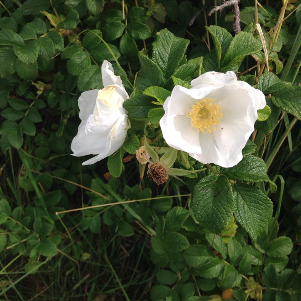 Deutschland - Borkum - 