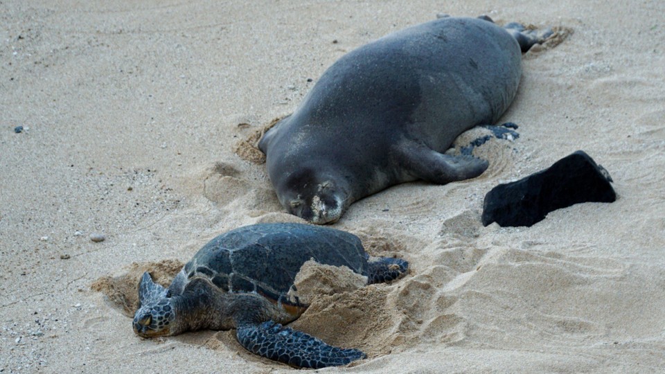 USA - Kīhei - Hier erholen sich die Schildkröten und Seelöwen