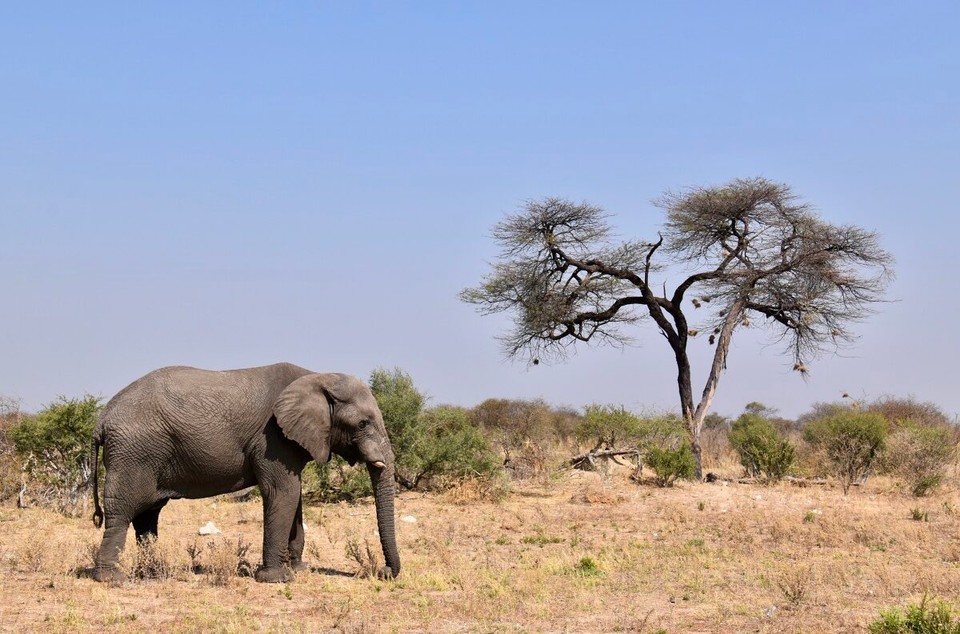 Botsuana -  - Heute ging es 300 km die A33 Richtung Norden, Am Straßerand waren auch schon die ersten Warnschilder für Wildwechsel zu sehen.
Es dauerte nicht lange da tauchte der erste Elefant neben der Straße auf.
