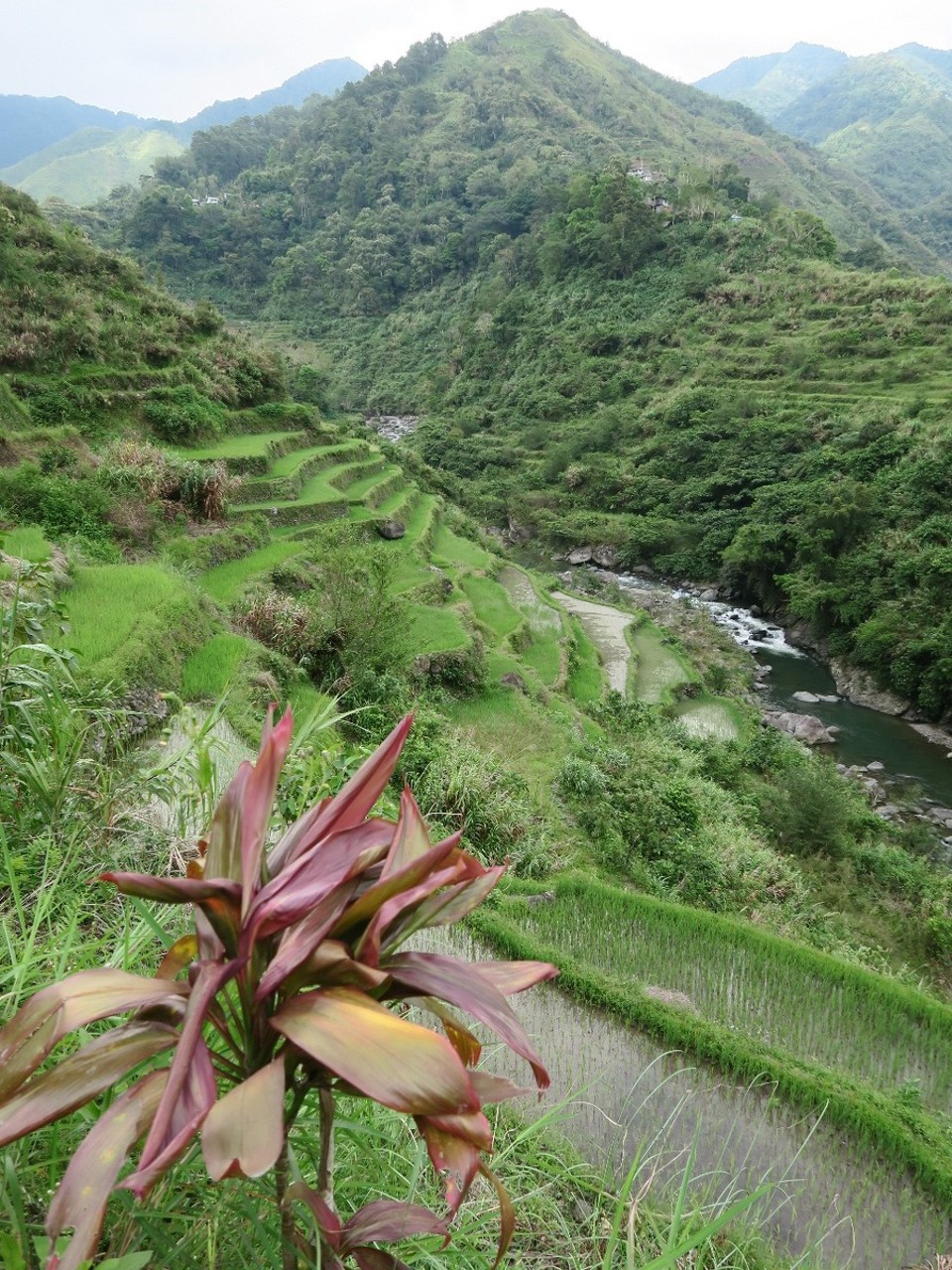 Philippines - Banaue - 