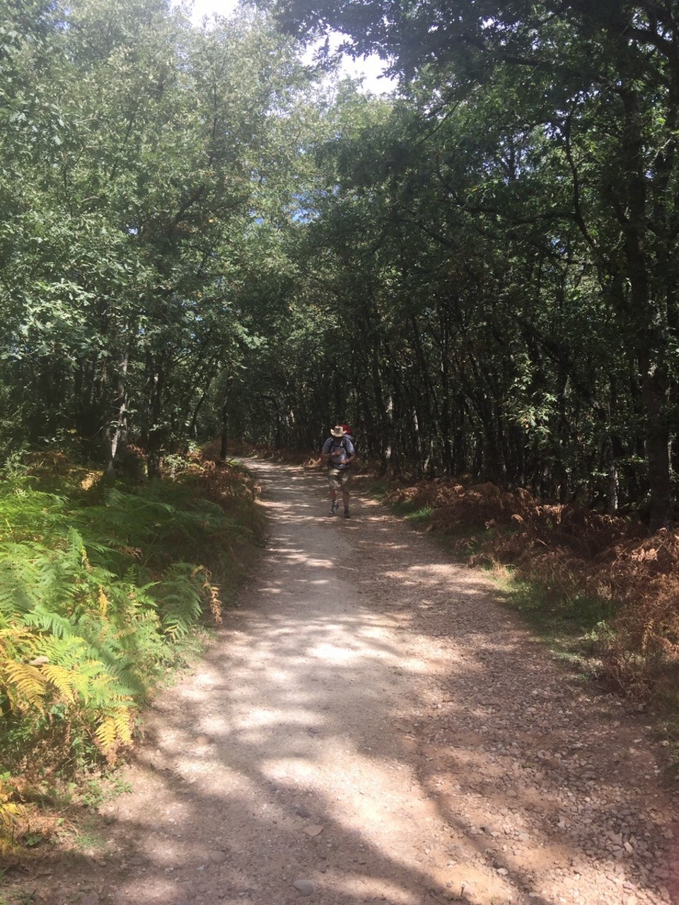 Spain - San Juan de Ortega - Uphill through the woods after Villafranca