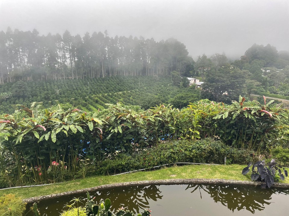 Panama - Boquete - 🌳🌫️