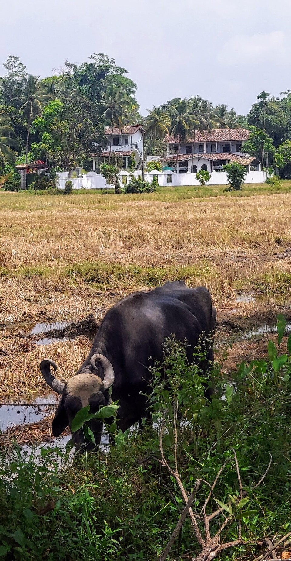 Sri Lanka -  - 
