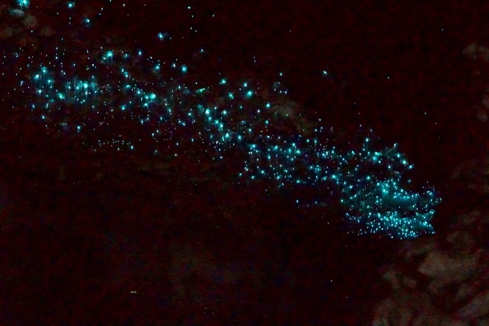 Neuseeland - Waitomo-Distrikt - 