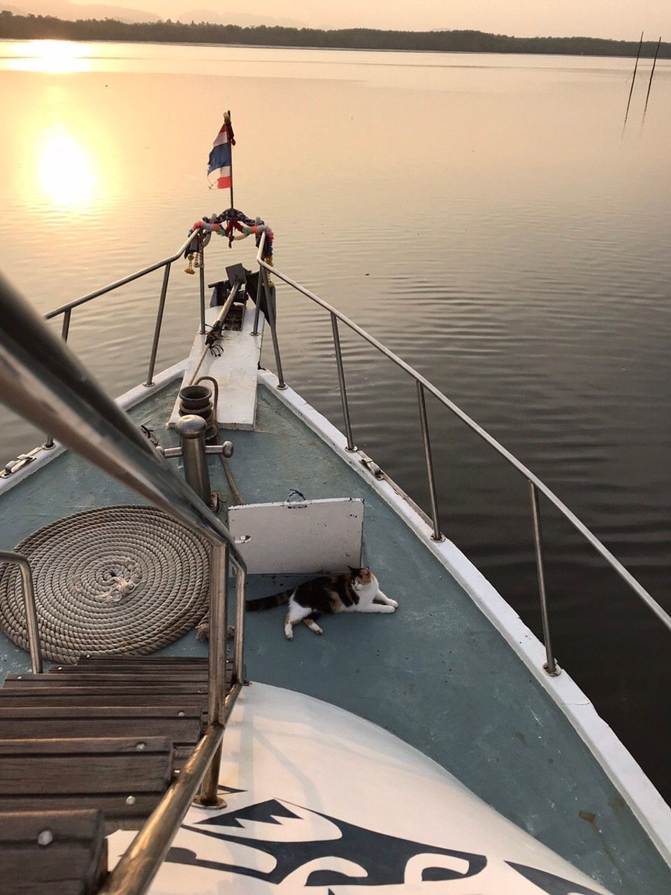 Thailand - Amphoe Ko Lanta - Our very own house kitty cat at sunrise on the boat deck