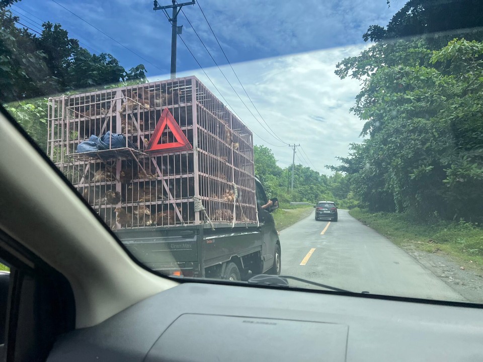 Indonesien - Banggai Regency - Ein Hühner Transporter. Deutschen Tierschützer wird es hier den Magen verdrehten. Tausende Hühner, eng zusammen gepfercht.