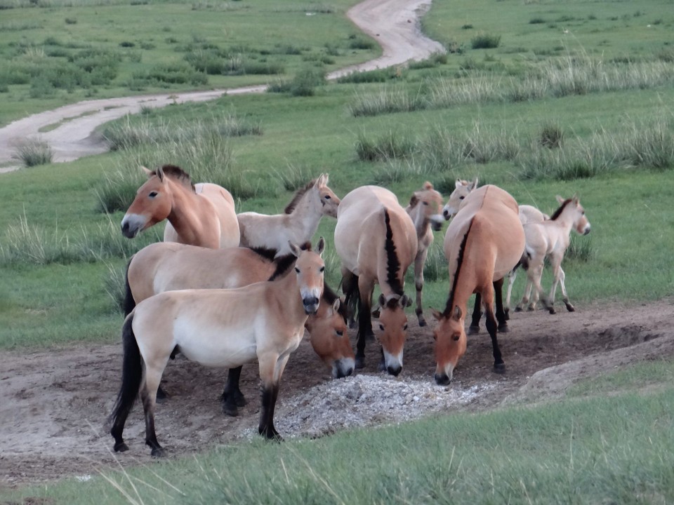 Mongolia - unbekannt - Probably too many photos of Przewalski's horses