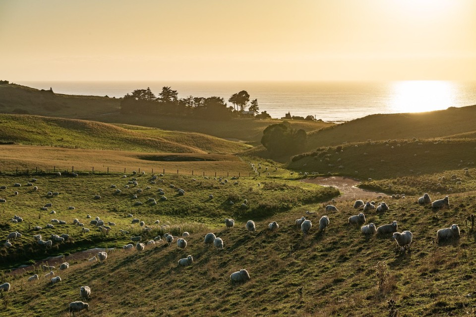 Neuseeland - Moeraki - 
