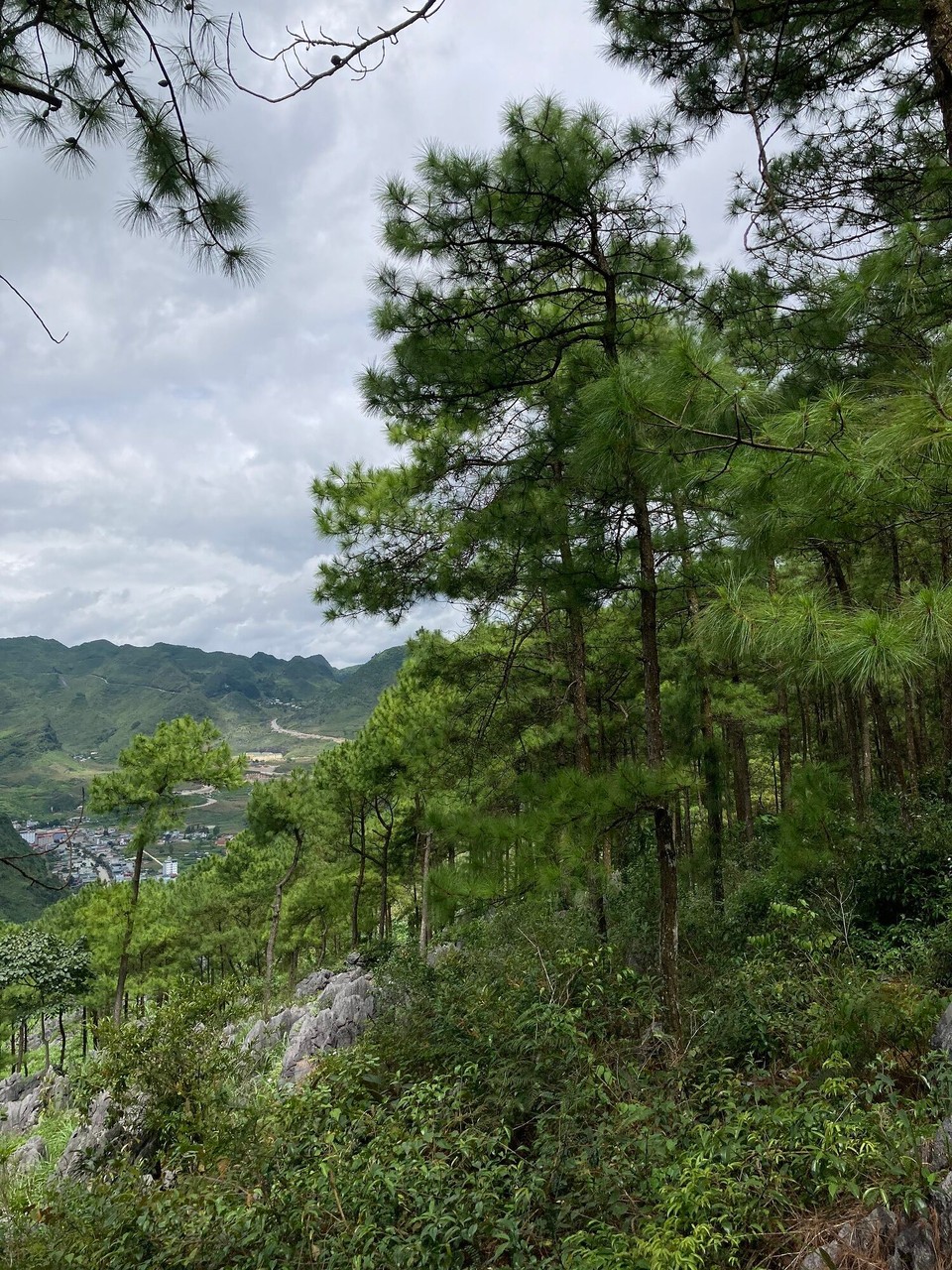 Vietnam - Meo Vac - Kiefernwald