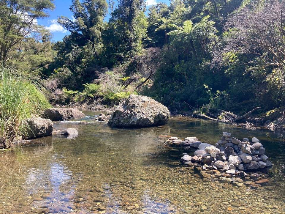 Neuseeland - Coromandel Forest Park - 