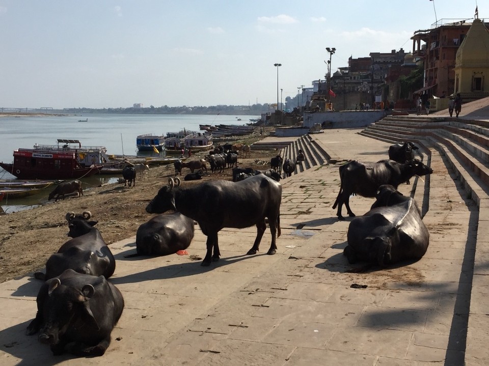 Varanasi - Varanasi - 