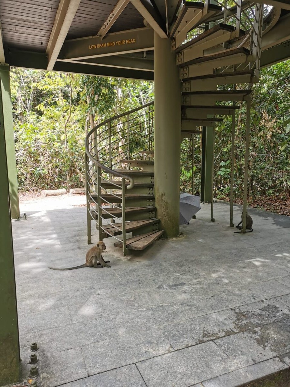 Singapur - Singapur - Muama do da Affa was zahla zum ufa Jelutong Tower zgoh? 😜