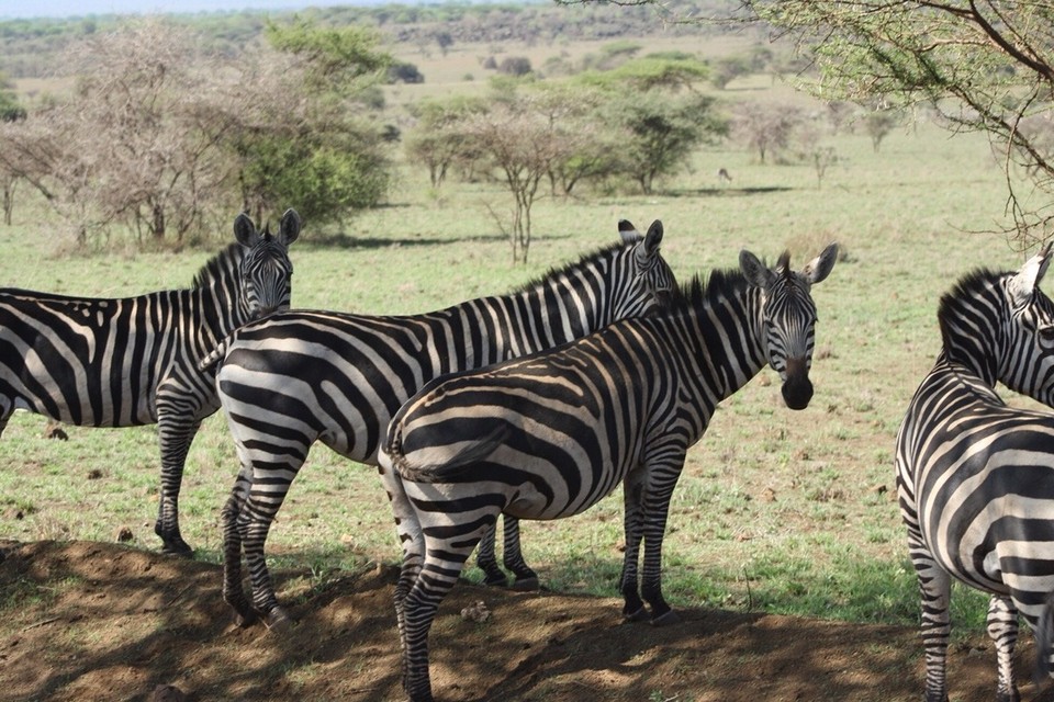Kenia - Taita - 