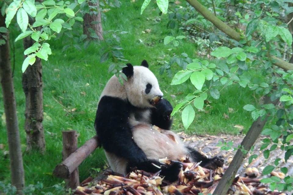 China - Chengdu - 