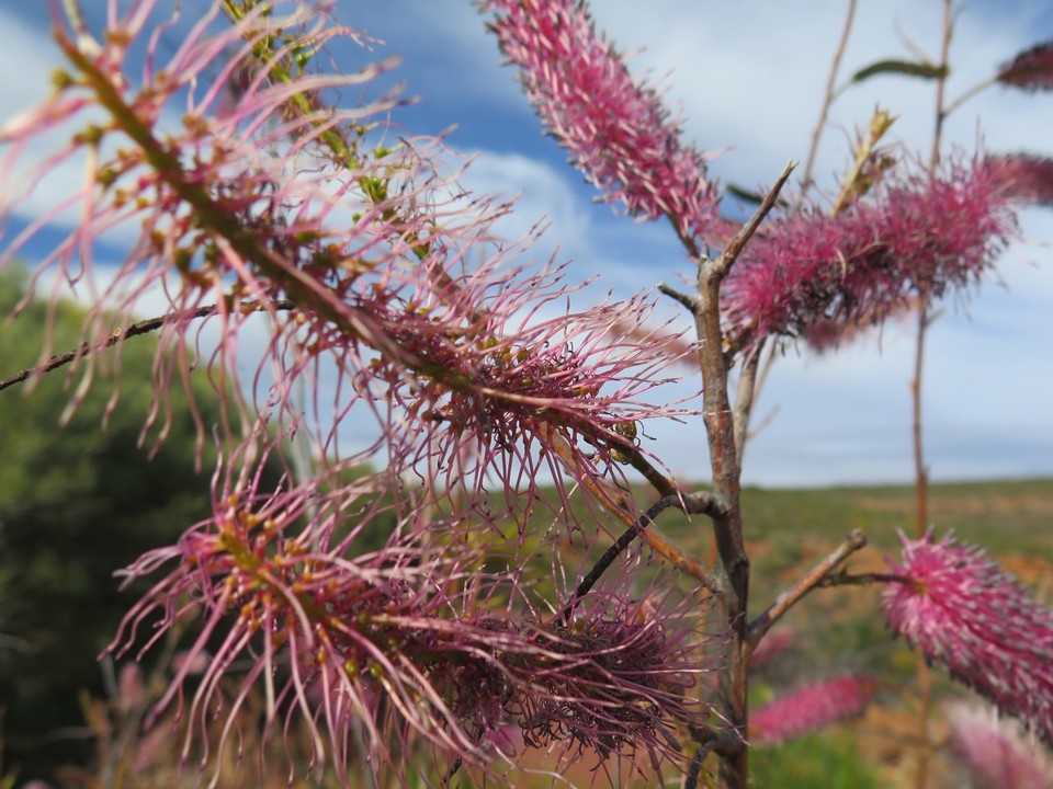 Australia - Kalbarri - 