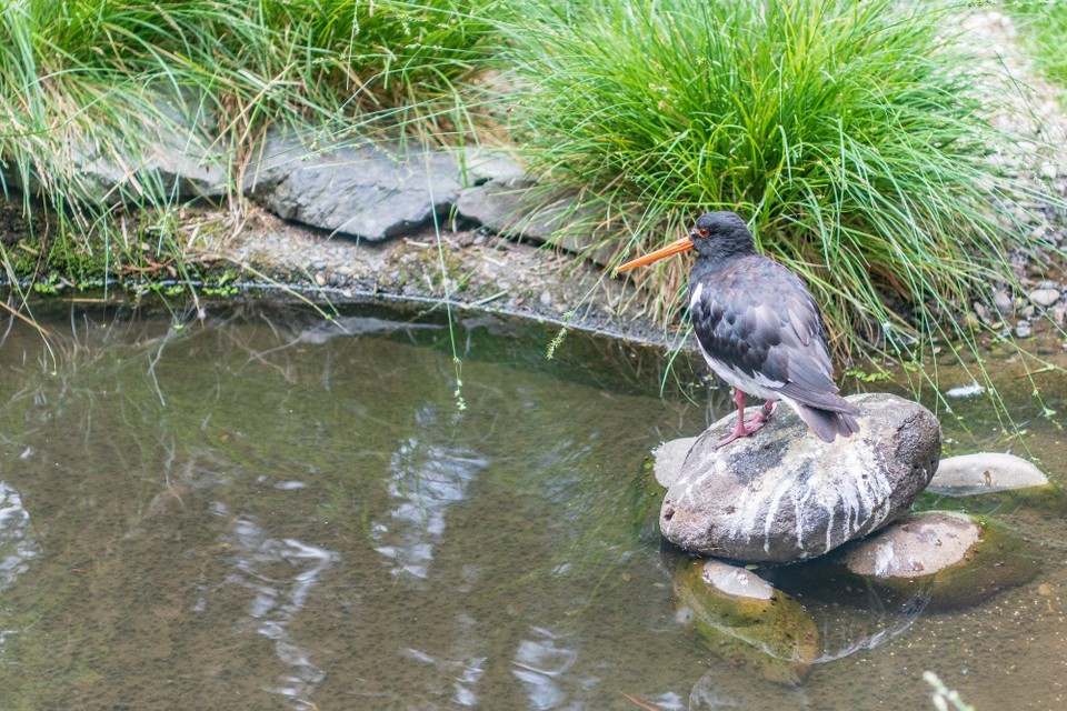 Neuseeland - Waitomo Central - 