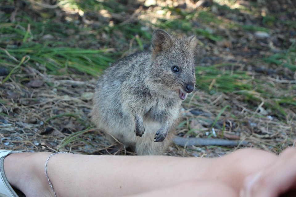 Australien - Rottnest Island - 