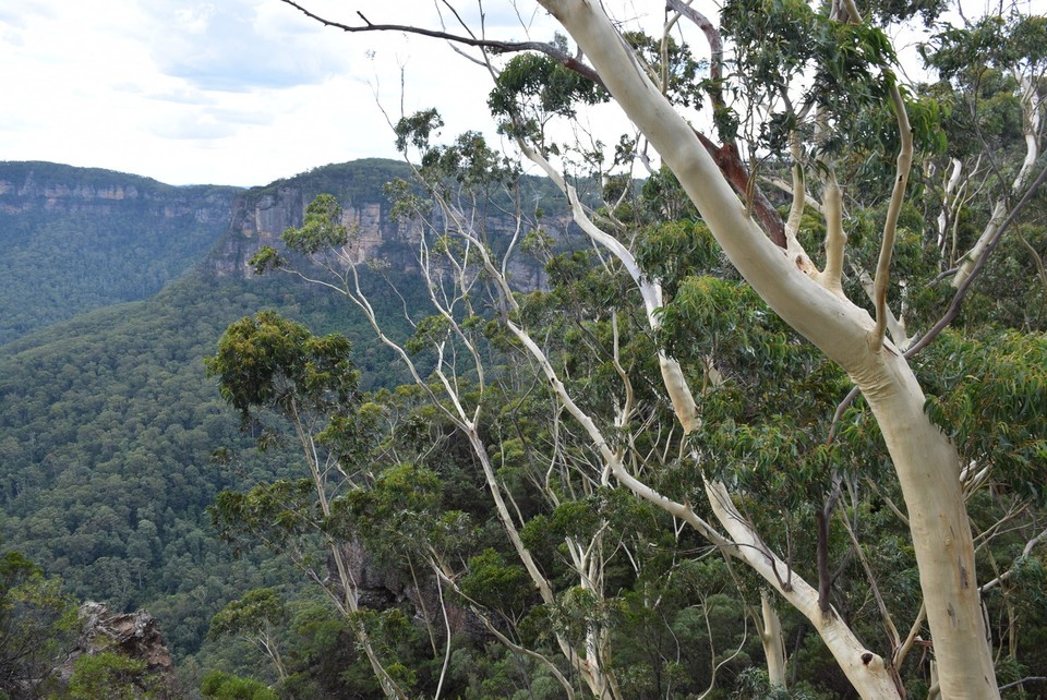 Australien - Katoomba - Der in den Blue Mountains allgegenwärtige Eukalyptuswald