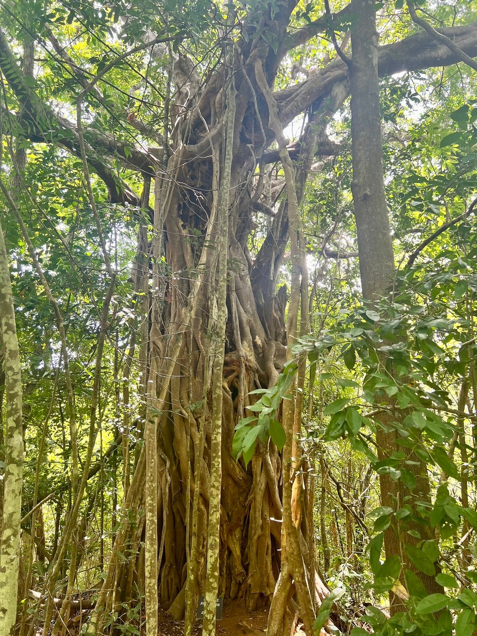Sri Lanka -  - 