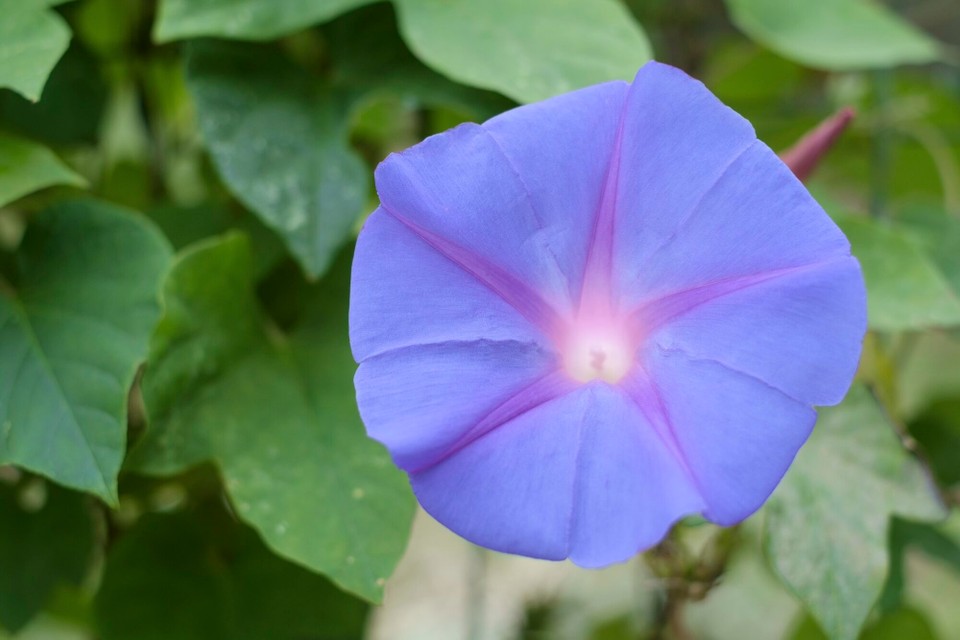 Portugal - Aljezur - 