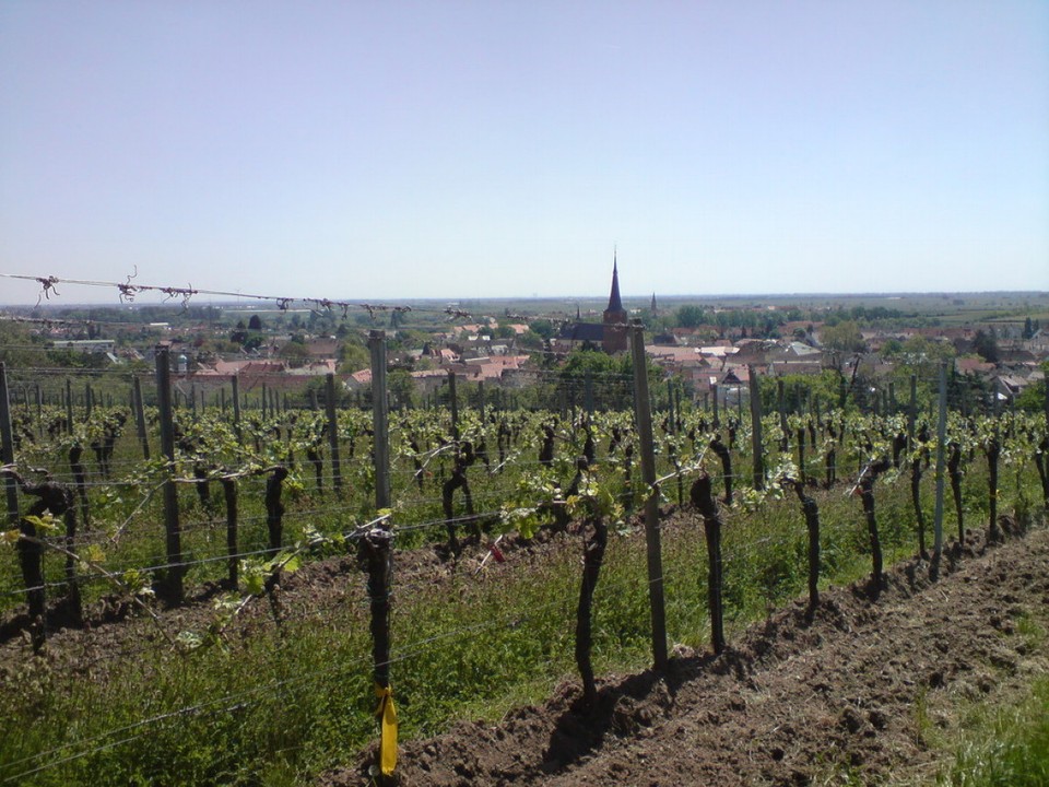 Deutschland - Deidesheim - Deidesheim