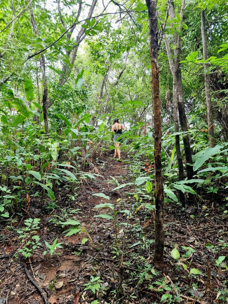 Panama -  - Den Morgen mit einer entspannten einstündigen Wanderung beginnen 🥾 


(… soweit der Plan)