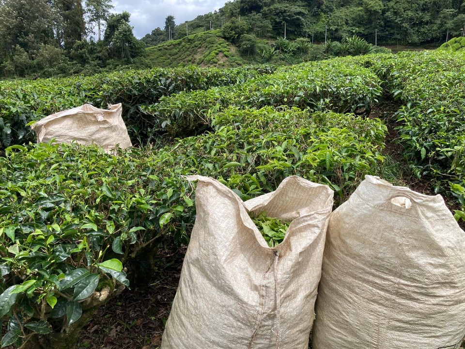 Malaysia - Tanah Rata - 