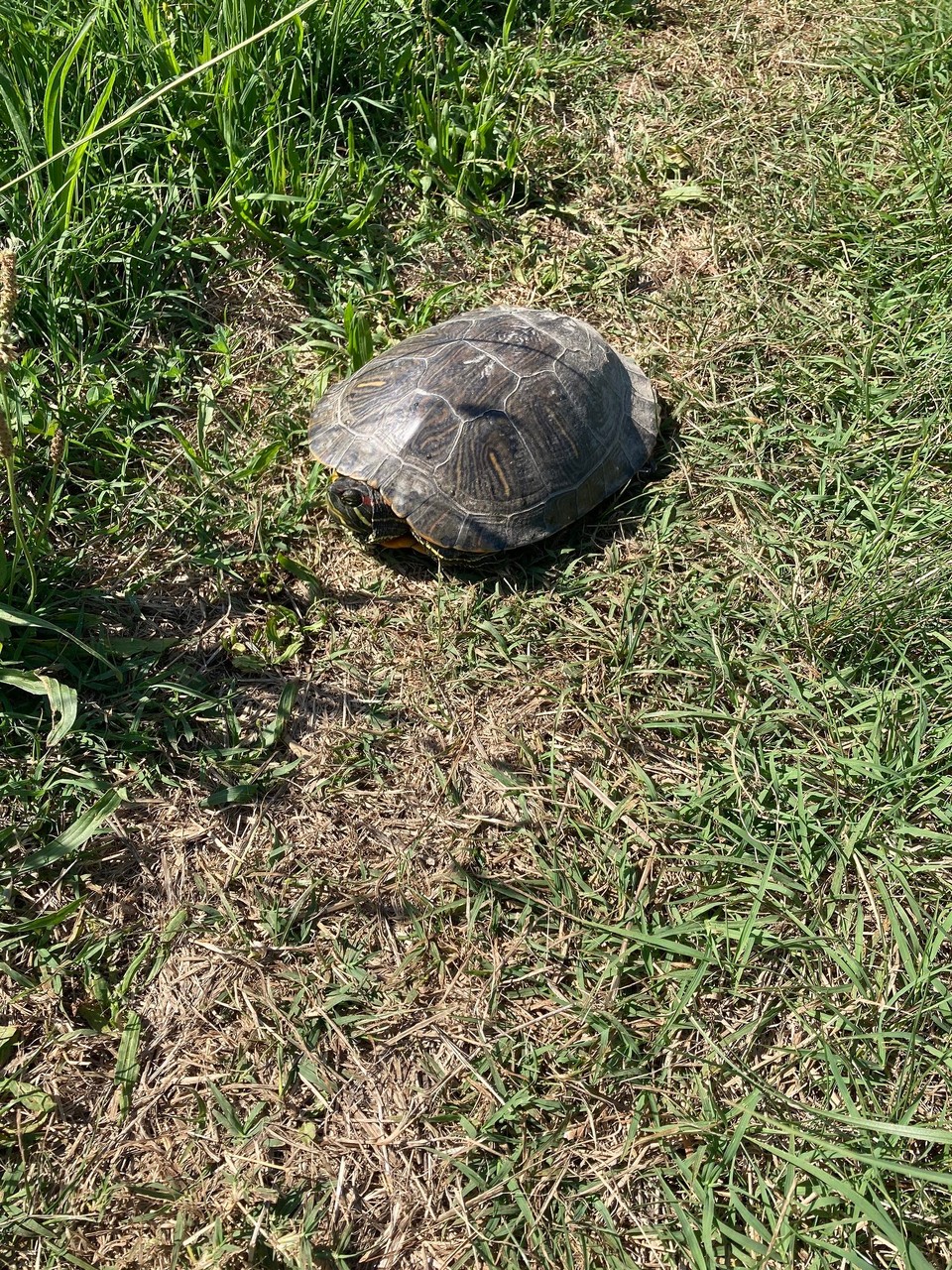 Italien - Cavallino-Treporti - Eine Schildkröte auf dem Weg
