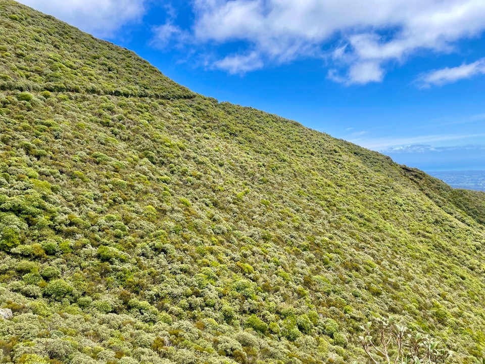 Neuseeland - Egmont National Park - 