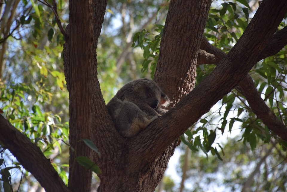 Australien - Port Macquarie - Dieser Koala ist im Auswilderungs-Park und wird auf ein Leben in Freiheit vorbereitet