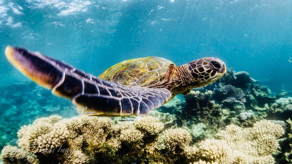 Australien -  - 🐢 meine erste Begegnung mit einer Schildkröte unter Wasser 🐢😍