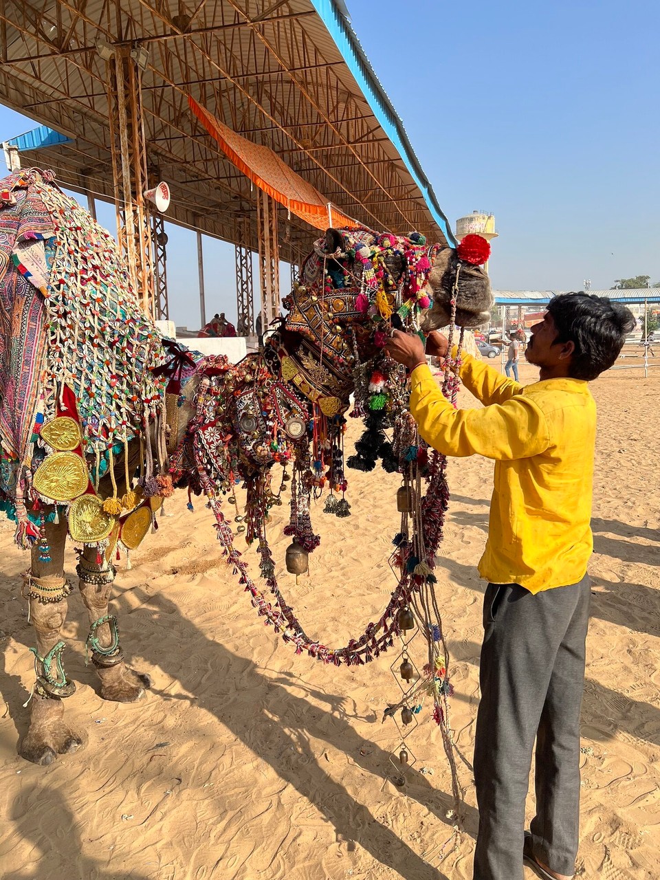 Indien - Pushkar - Liebevoll werden die Kamele geschmückt 
