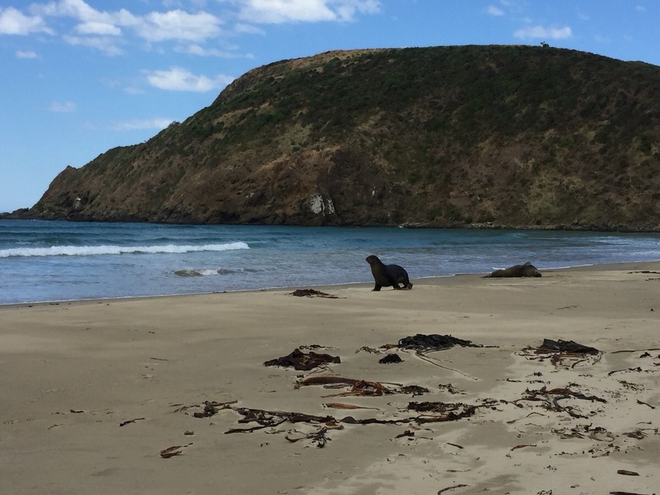 Neuseeland - Kaka Point - 